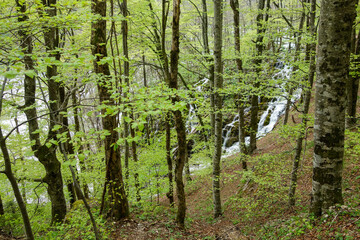 green forest in spring at Plitvice Lakes National Park, in Croatia