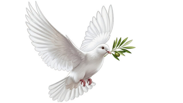 White dove carrying olive branch isolated on transparent background, isolated on white background, illustration