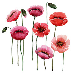 Obraz premium Poppy Watercolor Painting: Delicate watercolor rendering of vibrant poppies with crimson and pink petals.