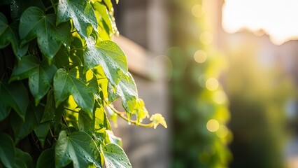 Lush green ivy climbing a stone wall bathed in warm, golden sunlight.
