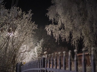 Mróz w nocy, oszronione drzewa i ogrodzenie. © EwaAF