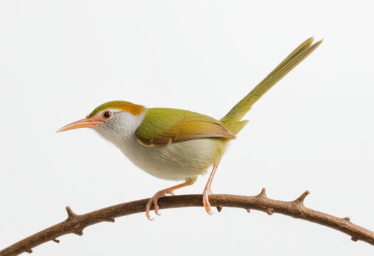 Common Tailorbird, Orthotomus sutorius, a songbird found across tropical Asia, white background