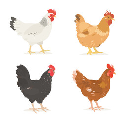 Fototapeta premium Cute cartoon farm Birds collection. Vector illustrations of hand drawn red, brown, white, and black Chicken (Hen) isolated on white background. Set of poultry clip.