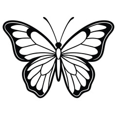 butterfly vector illustration