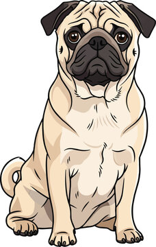 Pug dog sitting attentive facing front cute pose