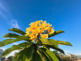 Experience serenity with vibrant yellow plumeria flowers set against a clear blue sky, perfect for evoking feelings of tropical paradise and relaxation.