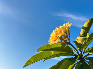 Experience serenity with vibrant yellow plumeria flowers against a clear blue sky, perfect for evoking feelings of tropical paradise and relaxation.
