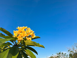 Beautiful yellow plumeria flowers against a clear blue sky, evoking feelings of serenity and tropical paradise