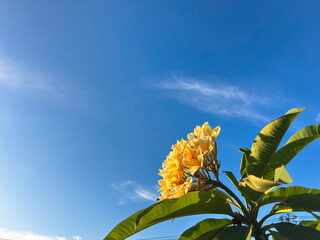 Serene tropical scene with vibrant yellow plumeria flowers and lush green leaves against a clear blue sky with wispy clouds, evoking feelings of peace and natural beauty.