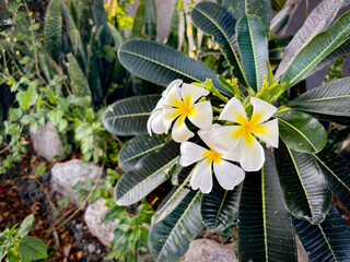 Serene tropical scene with beautiful white plumeria flowers and dark green leaves, perfect for relaxation and travel themes