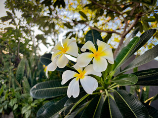 Exotic white plumeria flowers blooming in a vibrant tropical garden, surrounded by lush greenery and bright sunlight, evoking feelings of serenity and natural beauty.