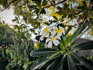 Serene tropical scene with white plumeria flowers and lush greenery, evoking feelings of relaxation and paradise