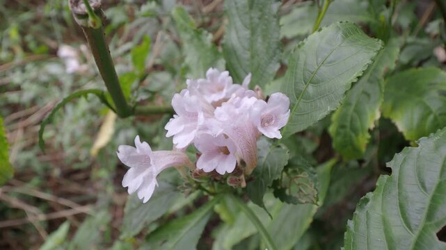 Horizontal Video Close up of pale purple Strobilanthes flowers blooming in the forest