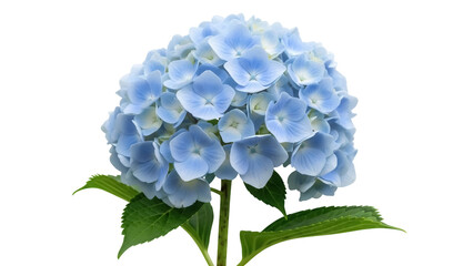 Beautiful blue hydrangea flower isolated PNG on transparent background, delicate floral blossom for wedding invitations and spring designs