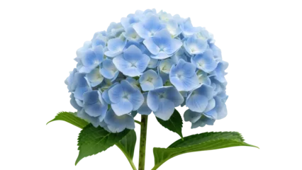 Fototapeten Hortensie Beautiful blue hydrangea flower isolated PNG on transparent background, delicate floral blossom for wedding invitations and spring designs  © VSTOCK