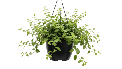 Hanging plant in black pot isolated on transparent background