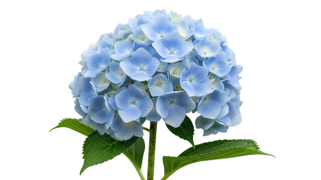Beautiful blue hydrangea flower isolated PNG on transparent background, delicate floral blossom for wedding invitations and spring designs