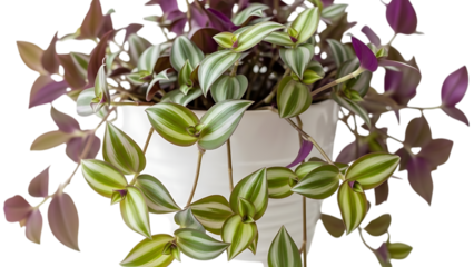 Potted purple heart plant isolated on transparent background