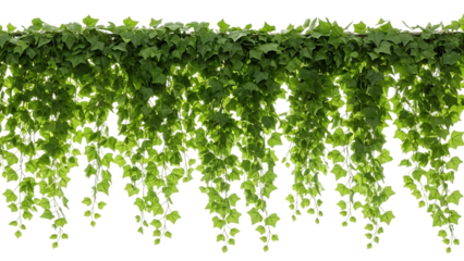 Lush green ivy vines isolated on transparent background