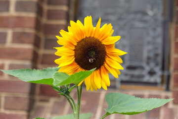 A sunflower stands proudly in a garden. A bee is seen gathering pollen from the flower's center. The bright yellow petals contrast with a brick wall behind it.