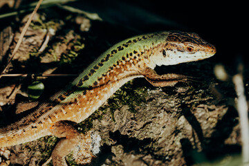 Obraz premium Portrait einer Adriatische Mauereidechse (Podarcis melisellensis) in der Spätnachmittagsonne, Istrien, Kroatien