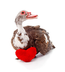 Muscovy duck with a red heart isolated on a white background.