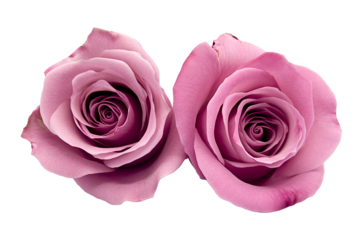 Two Pink Roses Petals in Different Styles Centered PNG
