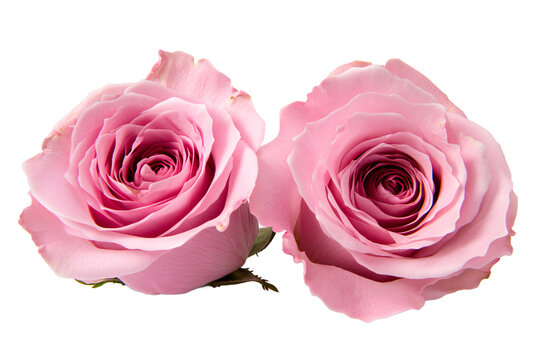 Pink Roses in Full Bloom PNG