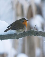Rotkehlchen im Winter