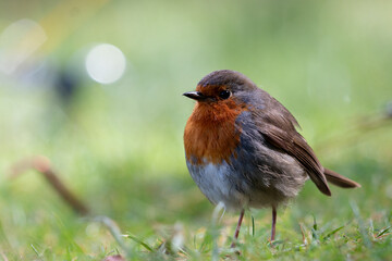A Robin