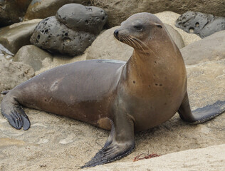 Obraz premium Single sea lion resting on rocky shore along the coast, natural wildlife portrait.