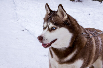red and white dog profile, Siberian Husky muzzle, profile, friendly, bright blue eyes, thick fur, adult, well-groomed, pet, portrait © Наталія Богодіца