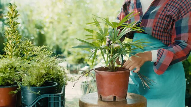 Woman Gardening with Potted Plant