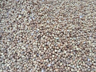 Coriandrum sativum seeds pile displayed for sale in the local market showing dry round aromatic seeds commonly known as coriander seeds or dhania used as a spice and for culinary purposes