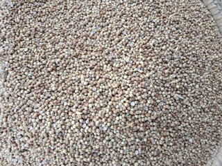 Coriandrum sativum seeds pile displayed for sale in the local market showing dry round aromatic seeds commonly known as coriander seeds or dhania used as a spice and for culinary purposes