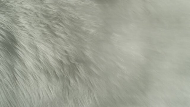 Waving White Animal Fur Texture Background in Slow Motion, 1000fps.