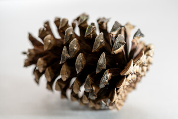 Pinecone on a white background.  Macro photo.