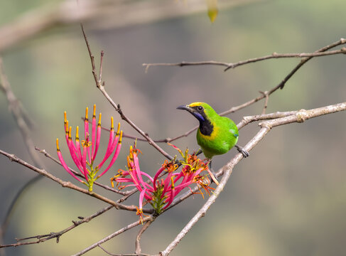Golden-fronted leafbird (Chloropsis Aurifrons) perched on a flowering tree.