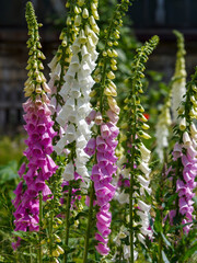 Foxglove, or Digitalis is a genus of herbaceous plants © Flower_Garden