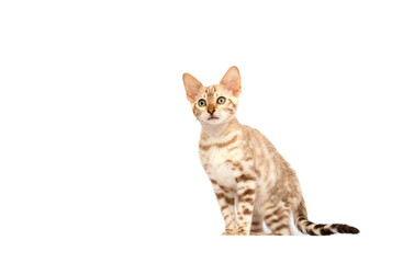 Cute spotted kitten sitting on white background looking up.