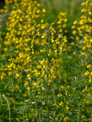 Fototapeta premium Thermopsis lanceolate is a herbaceous plant , a species of the genus Thermopsis