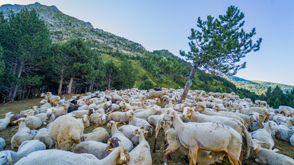 Owce w Andorze © alecki