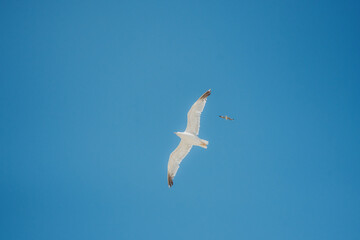 Obraz premium Eine weiße Mittelmeermöwe (Larus michahellis) mit schwarzen Flügelspitzen schwebt am blauen Himmel über das Mittelmeer, Kroatien