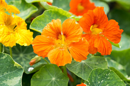 Beautiful garden nasturtium (Tropaeolum majus) flowers.
