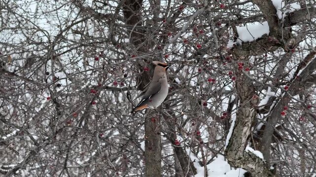 Un jaseur bor&eacute;al est perch&eacute; sur les branches d'un arbre enneig&eacute; en hiver, au Qu&eacute;bec, Canada.