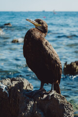 Close Up einer Kr&auml;henscharbe (Gulosus aristotelis, Syn.: Phalacrocorax aristotelis), die an der K&uuml;ste von Istrien auf einem Felsen sitzt, Kroatien