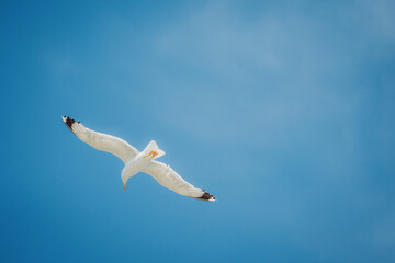 Eine wei&szlig;e M&ouml;we mit schwarzen Fl&uuml;gelspitzen schwebt &uuml;ber das Mittelmeer, Kroatien