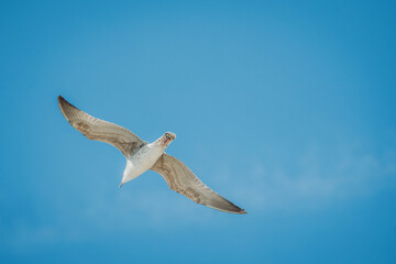 Eine wei&szlig;e M&ouml;we mit schwarzen Fl&uuml;gelspitzen schwebt &uuml;ber das Mittelmeer, Kroatien