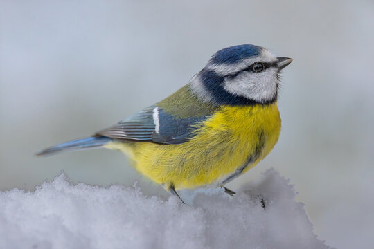 Winter picture of a blue tit in the snow