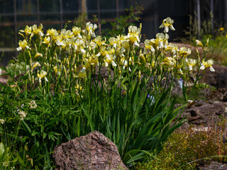 Obraz premium Iris sibirica Yellow Tail blooms in garden